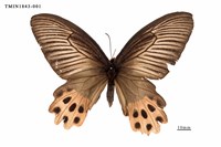 藏品(曙鳳蝶)的圖片